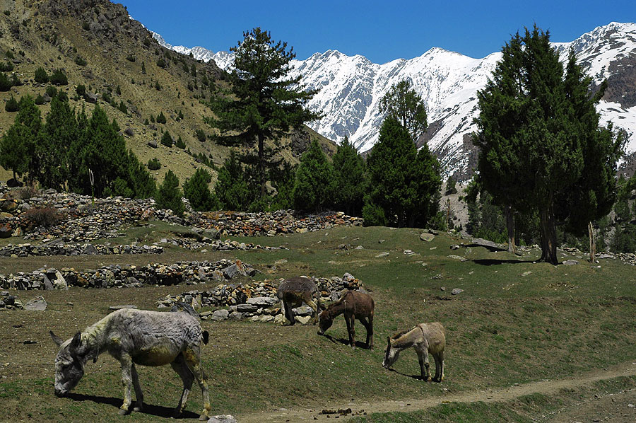 Pakistan - okolice bazy Nanga Parbat (Indie, Pakistan, Iran 2007, część pierwsza)